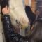Girl’s Joyful Journey Takes a Magical Turn with Her Beloved Pony | Heartwarming