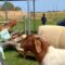 Goats vs. Boundaries: When ‘No’ Means ‘Yes’! | Try Not to Laugh