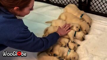 Golden-Retriever-Puppies-Napping-Blissfully-Adorable.jpg