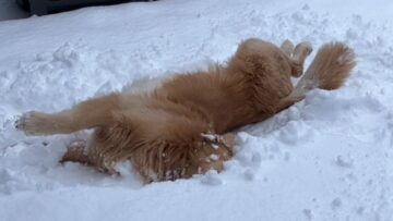 Golden-Retrievers-Snow-Day-Fun-Cute.jpg