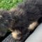 Hilarious Dog Fail To Jump | Guaranteed Laughter Adorable!