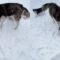Husky Puppies Adorably Assist Owner Shoveling Snow | Super Cute