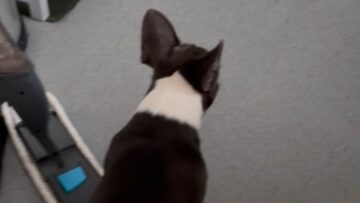 Hysterical-dog-reacts-to-popped-balloon-at-cute-birthday-party.jpg