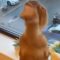 Joyful Pup Can’t Contain Its Excitement as Owner Arrives Home Early! | Heartwarming