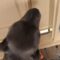 “Joyful Pup Leaps into Grandad’s Arms for a Birthday Surprise | A Heartwarming Celebration!” | Heartsome