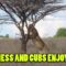 Lioness Shares a Joyful Sunday Feast with Her Adorable Cubs | Heartwarming