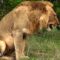 Lion’s Unexpected Moment of Care: A Touching Story of Strength and Resilience | Heartwarming