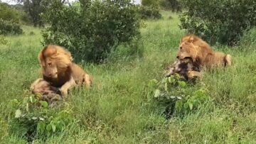 Majestic-Lion-Takes-Down-Hyena-in-Epic-Showdown-Most.jpg