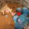 Mama Mouse & Babies Found Napping in Toy Basket | Adorable
