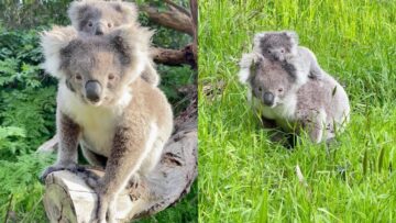 Mama-and-Baby-Koala-Strike-Adorable-Poses-Super-Cute.jpg