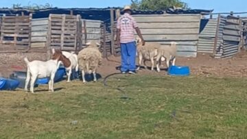 Mans-Goat-Antics-Go-Awry-When-a-Sneaky-Sheep-Strikes.jpg
