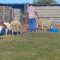 Man’s Goat Antics Go Awry When a Sneaky Sheep Strikes Back! | Try Not to Laugh