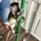 Monkey’s adorable broom antics | Cute