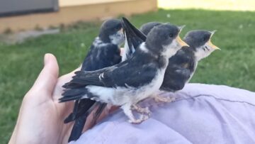 Mother-Swallows-Loving-Care-for-Fallen-Nestlings-A-Heartwarming-Tale.jpg