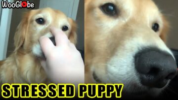 My-Dog-is-Broken-Adorable.jpg