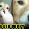 My Dog is Broken | Adorable