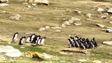 Penguins-on-Ice-Rockhoppers-Spill-the-Tea-in-the-Falklands.jpg