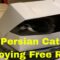 Persian Cat Takes Roomba for a Ride! Adorable