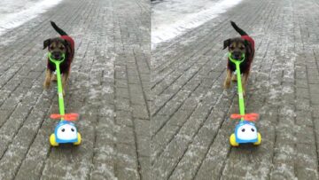 Puppy-Pilot-Flies-Helicopter-Adorable.jpg