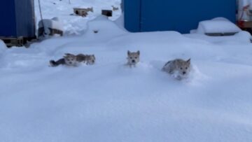 Puppy-Winter-Wonderland-Adorable-Pups-Experience-Snow-for-the-First.jpg