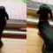 Puppy’s Adorable Happy Dance at Glass Door! | Super Cute