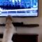 Pup’s adorable reaction to horse race will melt your heart! | Super Cute
