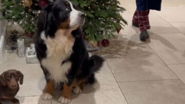Purr-fectly-Adorable-Bruno-and-Bobs-Christmas-Caper-Super-Cute.jpg