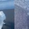 Rescuing an Adorable Abandoned Baby Seal | Super Cute