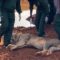 Sleeping Beauty: Sedated Lion’s Unexpected Check-Up by Wildlife Rangers | Most Viral Today