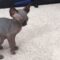 Sphynx kittens playfully frolic in adorable video | Super Cute