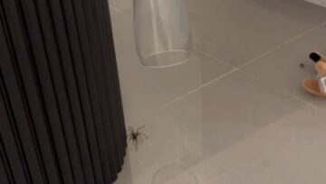 Spider-Frenzy-Couples-Hilarious-Panic-in-Epic-Invasion-Try.jpg