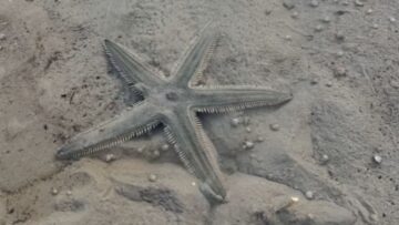 Starfish-Embracing-the-Gentle-Embrace-of-Beach-Sand-at-Low.jpg