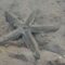 Starfish Embracing the Gentle Embrace of Beach Sand at Low Tide | Heartwarming