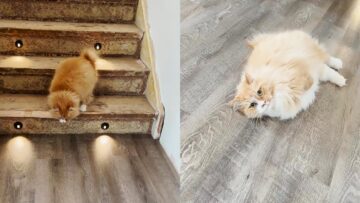 Super-Cute-Two-Legged-Cat-Hops-around-the-House-like-a.jpg