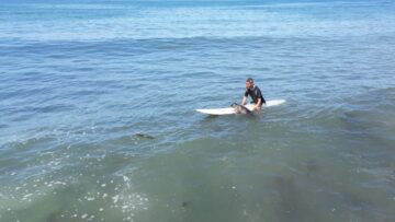 Surfers-Longboard-Becomes-Seals-Cozy-Haven-–-A-Touching-Friendship.jpg