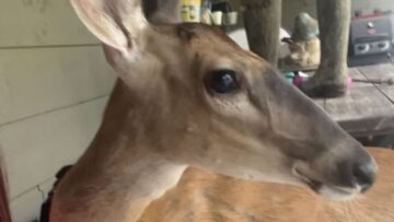 Surprising-Bambi-Sequel-Will-Melt-Your-Heart-with-an-Unexpected.jpg