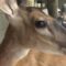 Surprising Bambi Sequel Will Melt Your Heart with an Unexpected Twist! | Heartwarming