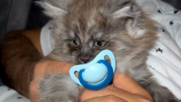 Tiny-Kitten-Clenches-Pacifier-in-Adorable-Video-Super-Cute.jpg