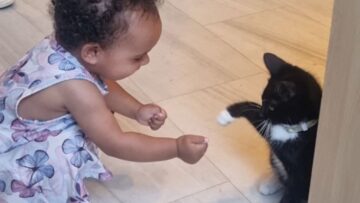 Toddlers-Joyful-Laughter-and-Playtime-with-a-Sweet-Kitten-Will.jpg