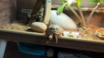 Tortoise-Takes-an-Unexpected-Flip—Will-It-Find-Its-Feet.jpg
