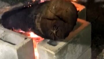 Unexpected-Creatures-A-Couples-Heartwarming-Discovery-in-a-Burning-Log.jpg
