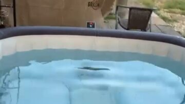 Unexpected-Splash-Buddys-Gentle-Nudge-Turns-into-a-Hot-Tub.jpg