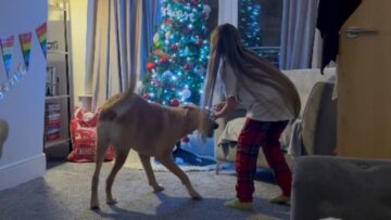 Unforgettable-Christmas-Moments-A-Girl-and-Her-Dog-Share-Heartwarming.jpg