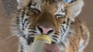 Watch-Adorable-Tiger-Cub-Arabelle-Cherish-Her-Milk-Bottle.jpg