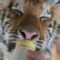 Watch Adorable Tiger Cub Arabelle Cherish Her Milk Bottle! | Heartwarming