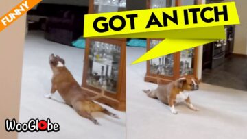 Watch-This-Adorable-Dog-Scratch-Itself-Like-a-Pro.jpg