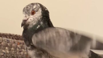 Watch-This-Adorable-Pigeon-Playfully-Sparring-with-Its-Owner.jpg