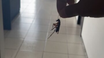Watch-This-Guys-Hilarious-Cockroach-Prank-That-Totally-Freaked-Her.jpg