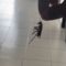 Watch This Guy’s Hilarious Cockroach Prank That Totally Freaked Her Out! | Try Not to Laugh