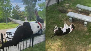 Watch-This-Pups-Gravity-Defying-Stunt—Spoiler-It-Ends-in-a-Hilarious.jpg